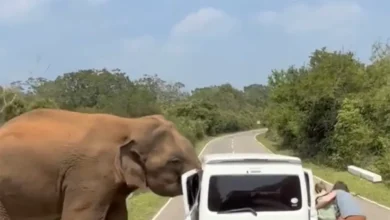 Mana cukup, gajah cabut pintu van minta makanan