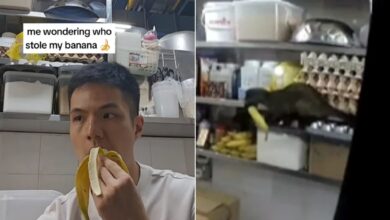 Haiwan misteri curi pisang di kedai