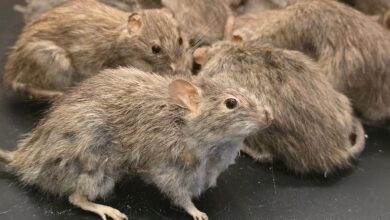 Gadis cuba racun ibu bapa kerana dilarang jumpa kekasih