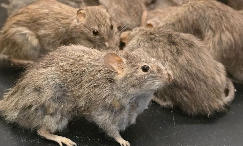 Gadis cuba racun ibu bapa kerana dilarang jumpa kekasih