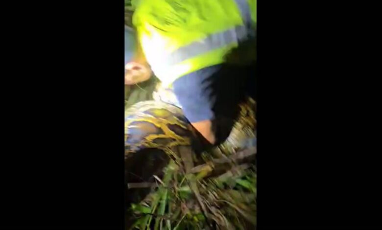 Keluarga tewaskan ular sawa hampir 100 kilogram