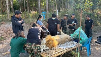 2 singa diselamatkan selepas sembelit