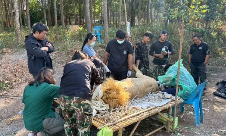 2 singa diselamatkan selepas sembelit