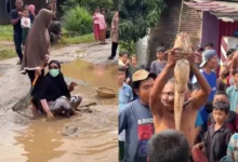 Penduduk tangkap keli besar dalam lopak