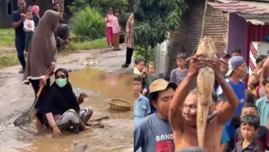 Penduduk tangkap keli besar dalam lopak