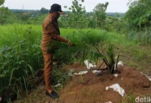 Ladang kelapa sawit lebih 6 hektar muncul tiba-tiba
