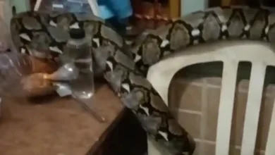 Misteri bunyi geseran 2 pagi terjawab