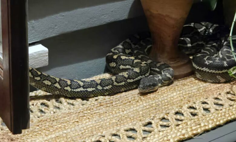 Wanita panik ular sawa melingkar atas dada