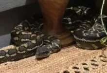 Tengah nyenyak tidur, rasa benda berat hempap dada