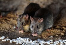 Tertuduh kes dadah bebas, polis mengaku tikus makan 200 kilogram ganja