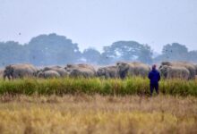Gajah amuk serang penduduk, 17 nyawa melayang