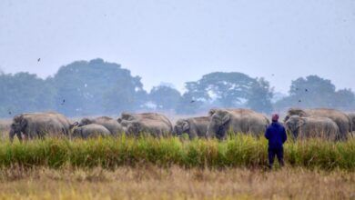 Gajah amuk serang penduduk, 17 nyawa melayang