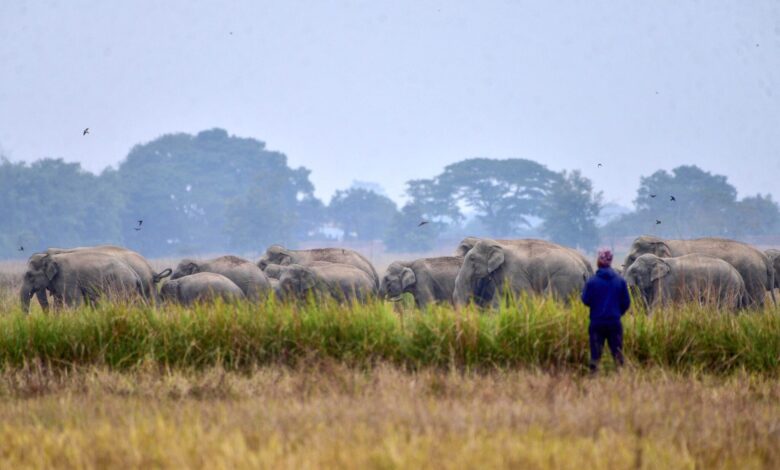 Gajah amuk serang penduduk, 17 nyawa melayang