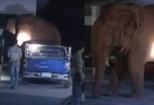 Gajah liar ‘hadiri’ upacara pengebumian