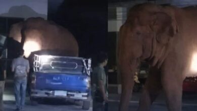 Gajah liar ‘hadiri’ upacara pengebumian