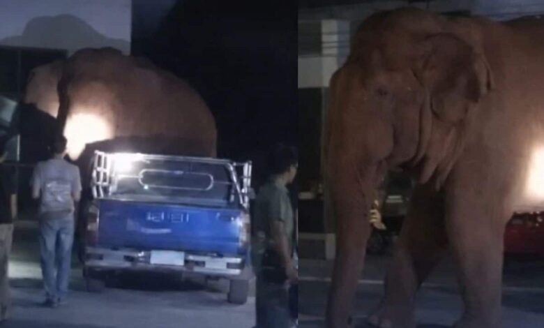 Gajah liar ‘hadiri’ upacara pengebumian