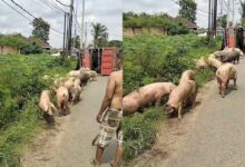 Lori terbalik, 92 babi tercampak atas jalan di Lampung