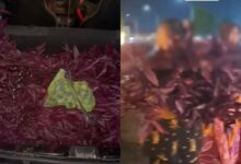 Masuk hospital curi tanaman