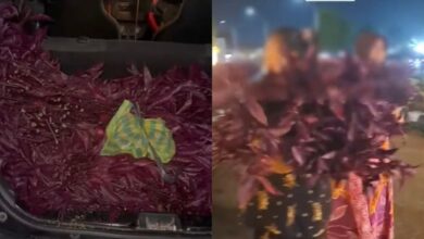 Masuk hospital curi tanaman