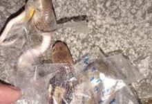 Remaja dipatuk ular tedung semasa buka bungkusan