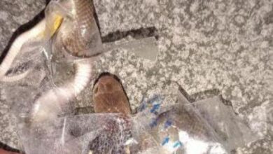 Remaja dipatuk ular tedung semasa buka bungkusan