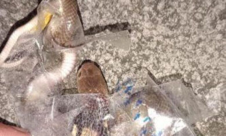 Remaja dipatuk ular tedung semasa buka bungkusan