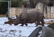 Kijang kerdil lawan badak sumbu