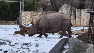 Kijang kerdil lawan badak sumbu