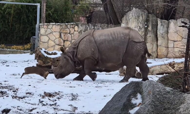 Kijang kerdil lawan badak sumbu