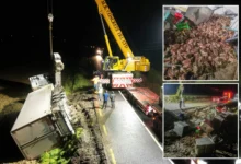 15,000 ketam bertaburan di tepi jalan