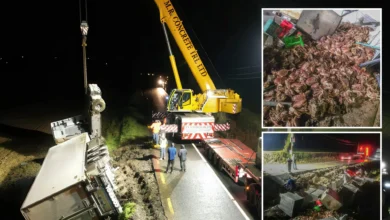 15,000 ketam bertaburan di tepi jalan