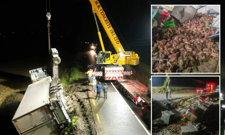 15,000 ketam bertaburan di tepi jalan