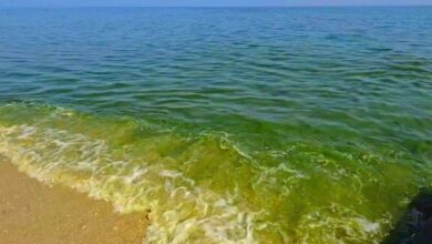 Penduduk terkejut air laut bertukar hijau pekat