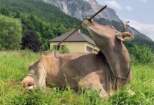 Lembu garu belakang guna berus