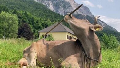 Lembu garu belakang guna berus