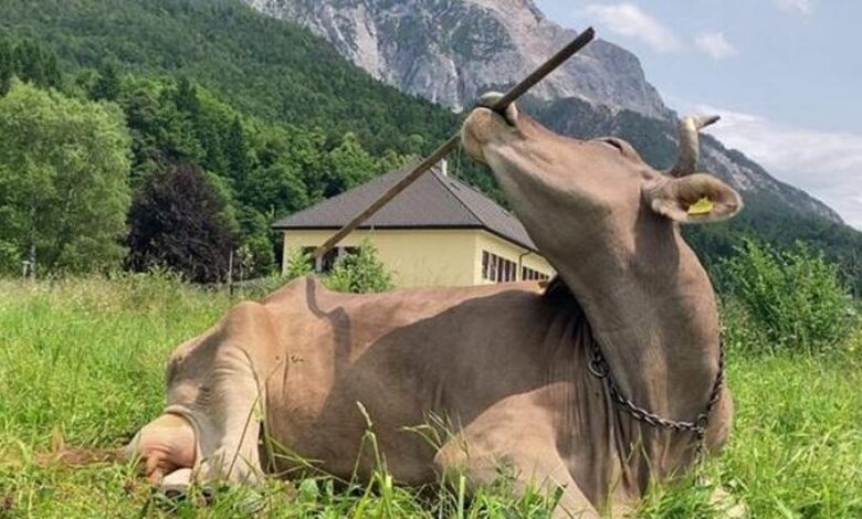 Lembu garu belakang guna berus