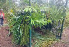 Harimau baham 12 lembu milik penternak Kampung Selendang