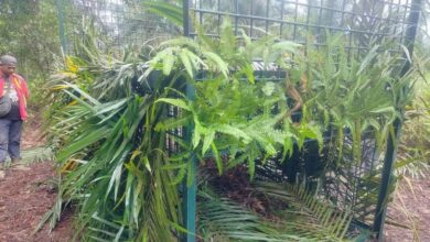 Harimau baham 12 lembu milik penternak Kampung Selendang