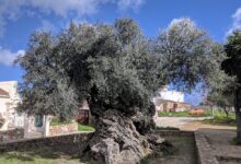 Pokok zaitun masih berbuah selepas 4,000 tahun