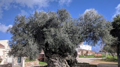 Pokok zaitun masih berbuah selepas 4,000 tahun