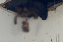 Rangka manusia dalam siling rumah