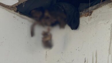 Rangka manusia dalam siling rumah