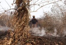 2 letupan dikesan ketika operasi memadam kebakaran ladang PPNJ