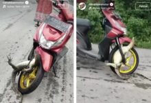 Biawak ‘reda’ tersepit rim motosikal