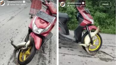 Biawak ‘reda’ tersepit rim motosikal