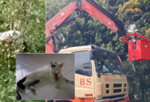Putih tersangkut atas pokok 50 jam
