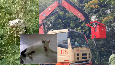 Putih tersangkut atas pokok 50 jam