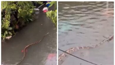 Jaga-jaga, ular sawa berenang dalam banjir