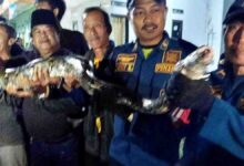 Terpaku lihat ular bersaiz tiang telefon lintas jalan