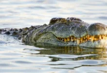 Pekerja ladang hilang, dikhuatiri dibaham buaya ketika memukat
